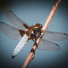 Libellula