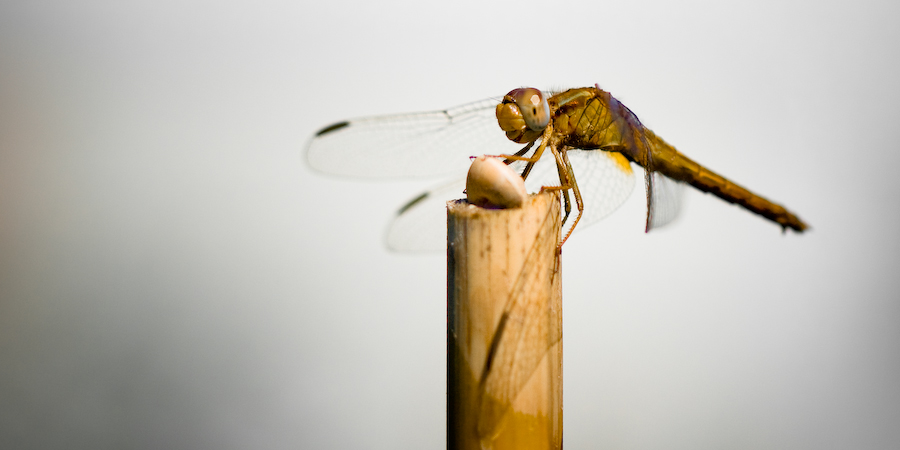 Libellula