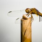 Libellula