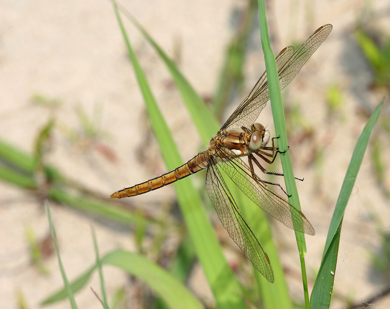 libellula