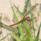 libellula