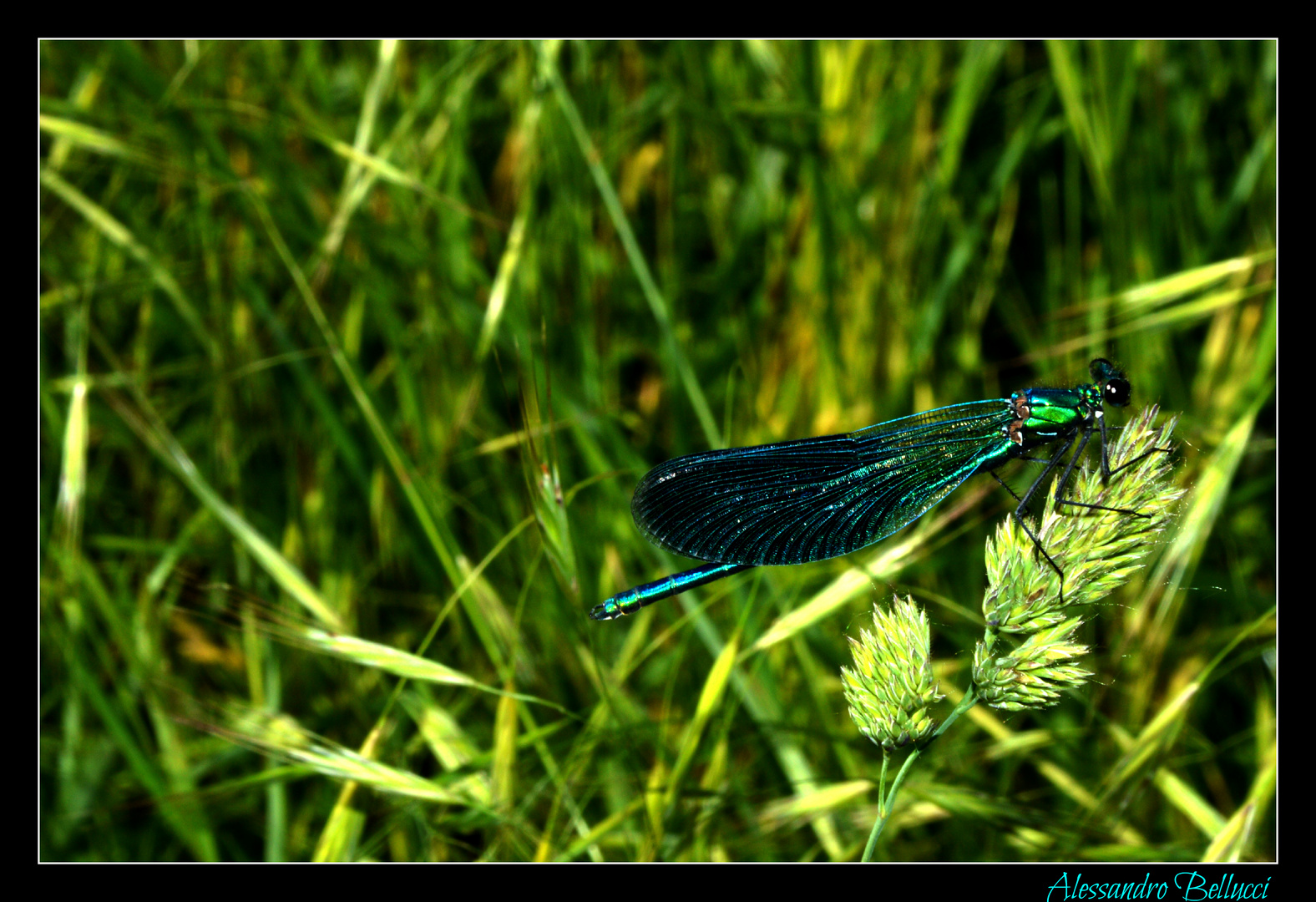 Libellula