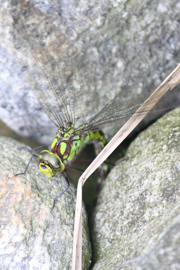 libellula