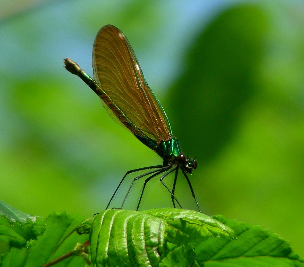 libellula