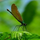 libellula