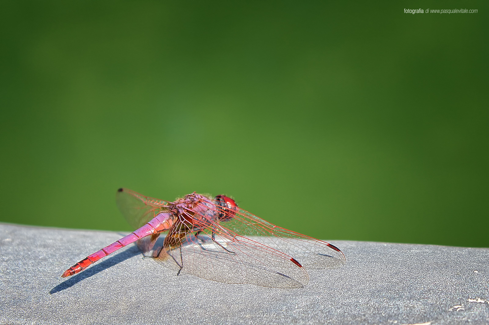 Libellula