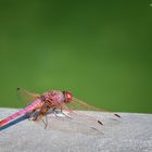 Libellula