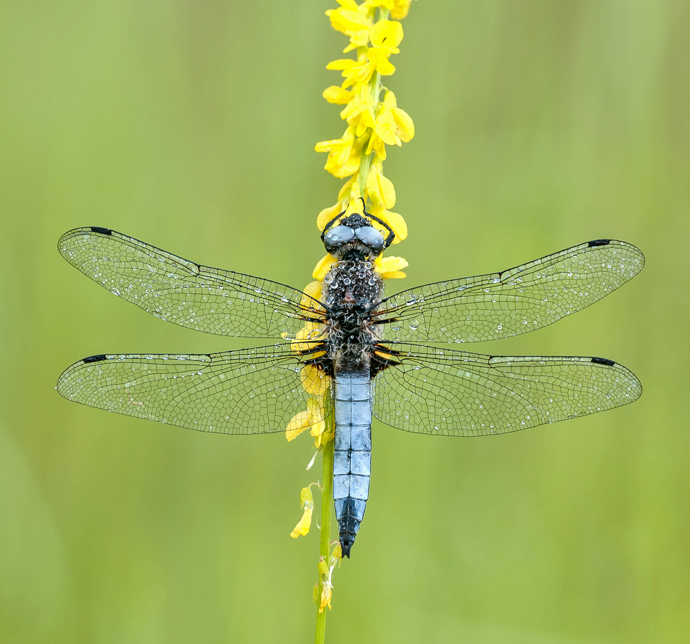 "Libellula fulva"