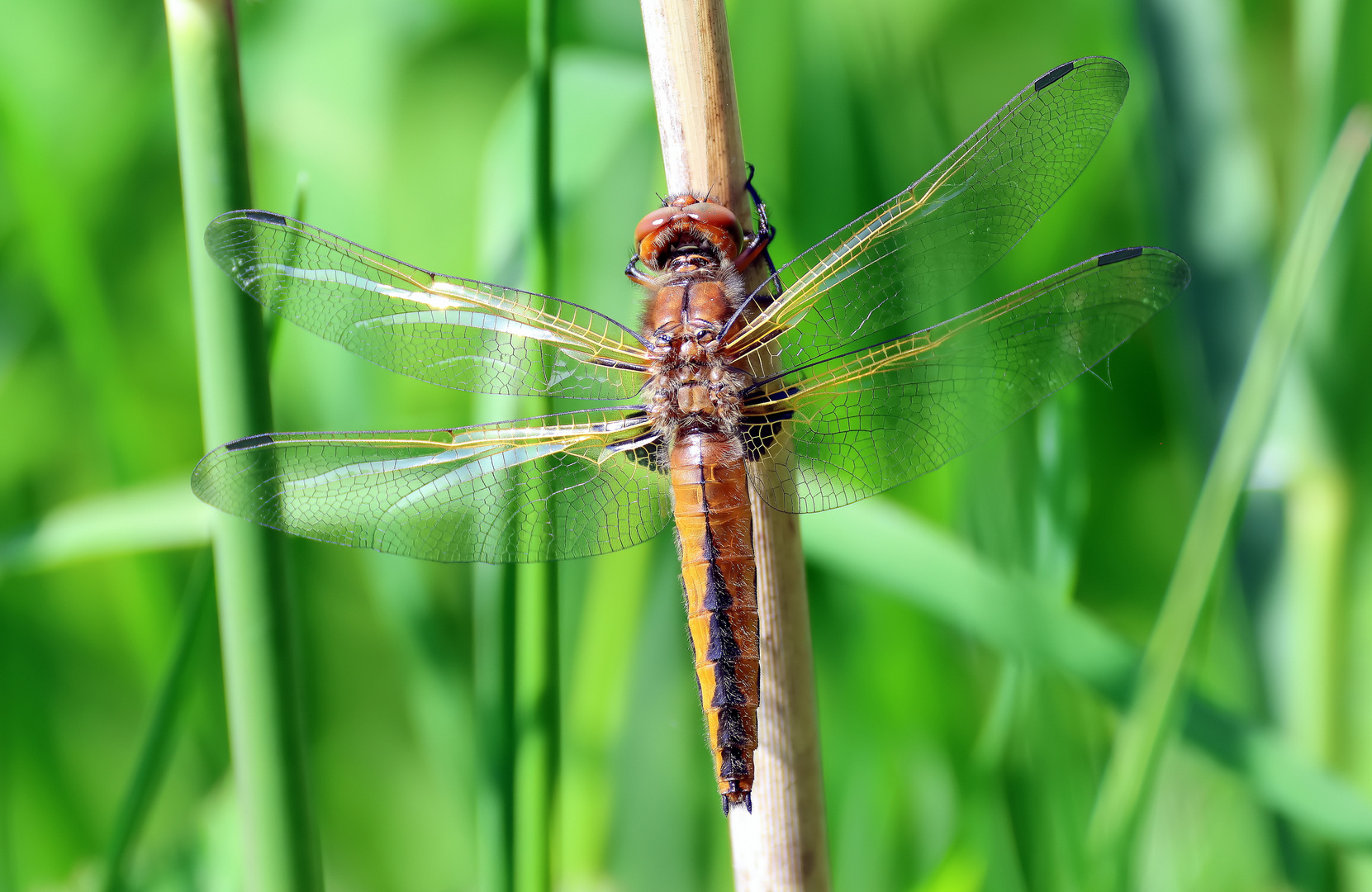 Libellula fulva (2)