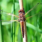 Libellula fulva (2)