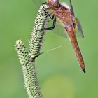 Libellula fulva