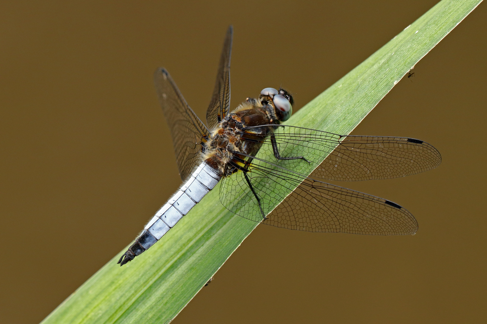 Libellula fulva