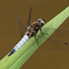 Libellula fulva