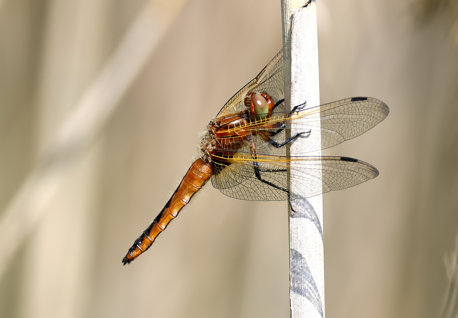 Libellula fulva