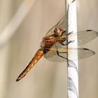 Libellula fulva