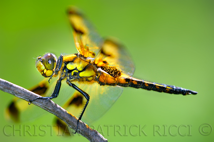 Libellula fulva