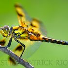 Libellula fulva