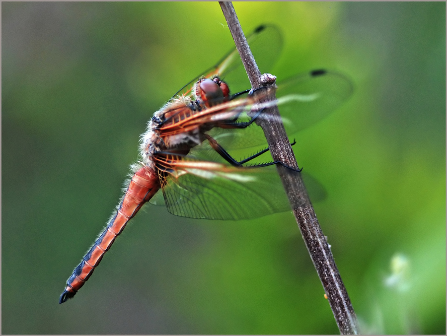 Libellula  fulva