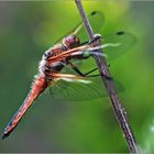 Libellula  fulva