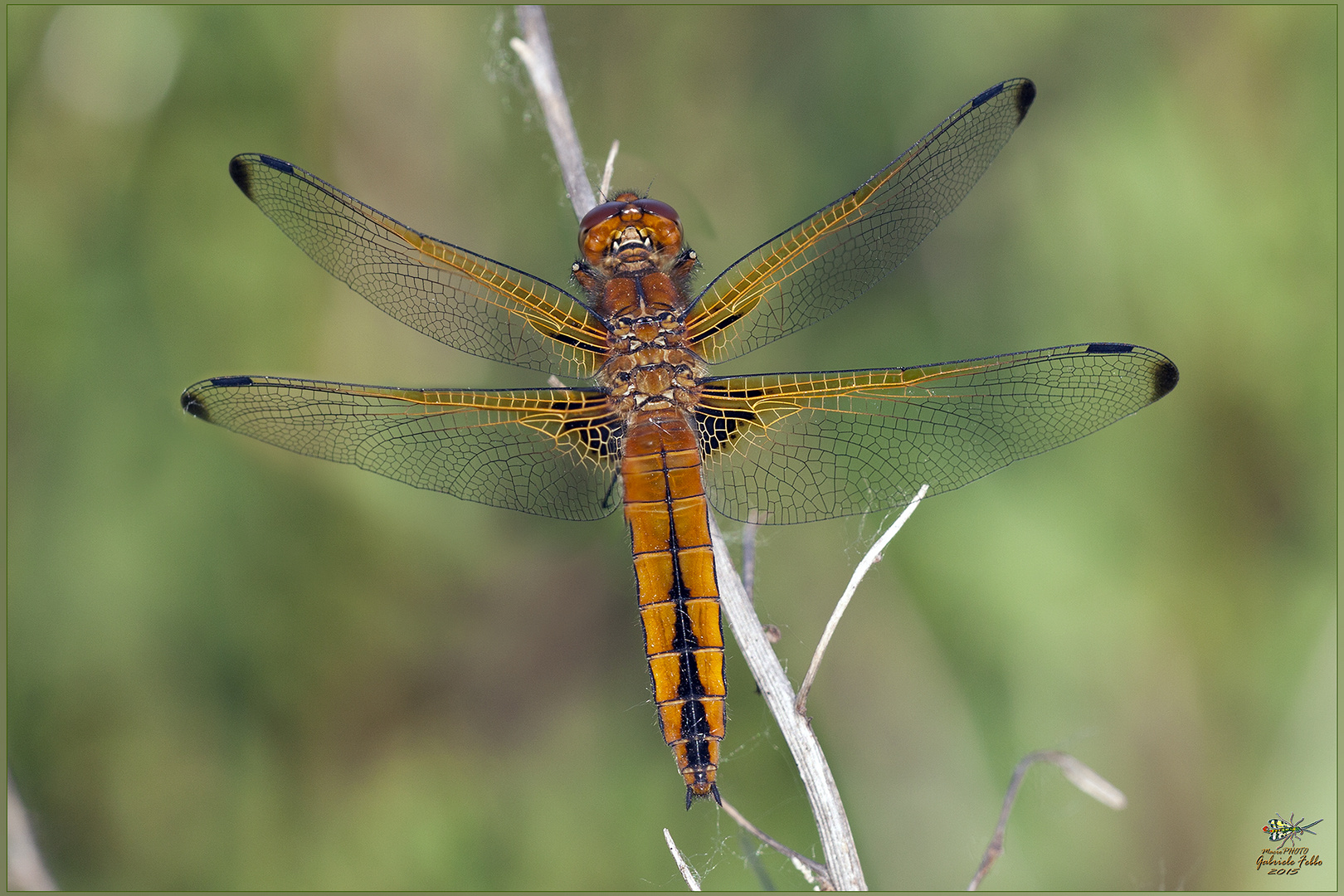 libellula fulva female (Müller, 1764)