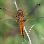 libellula fulva female (Müller, 1764)