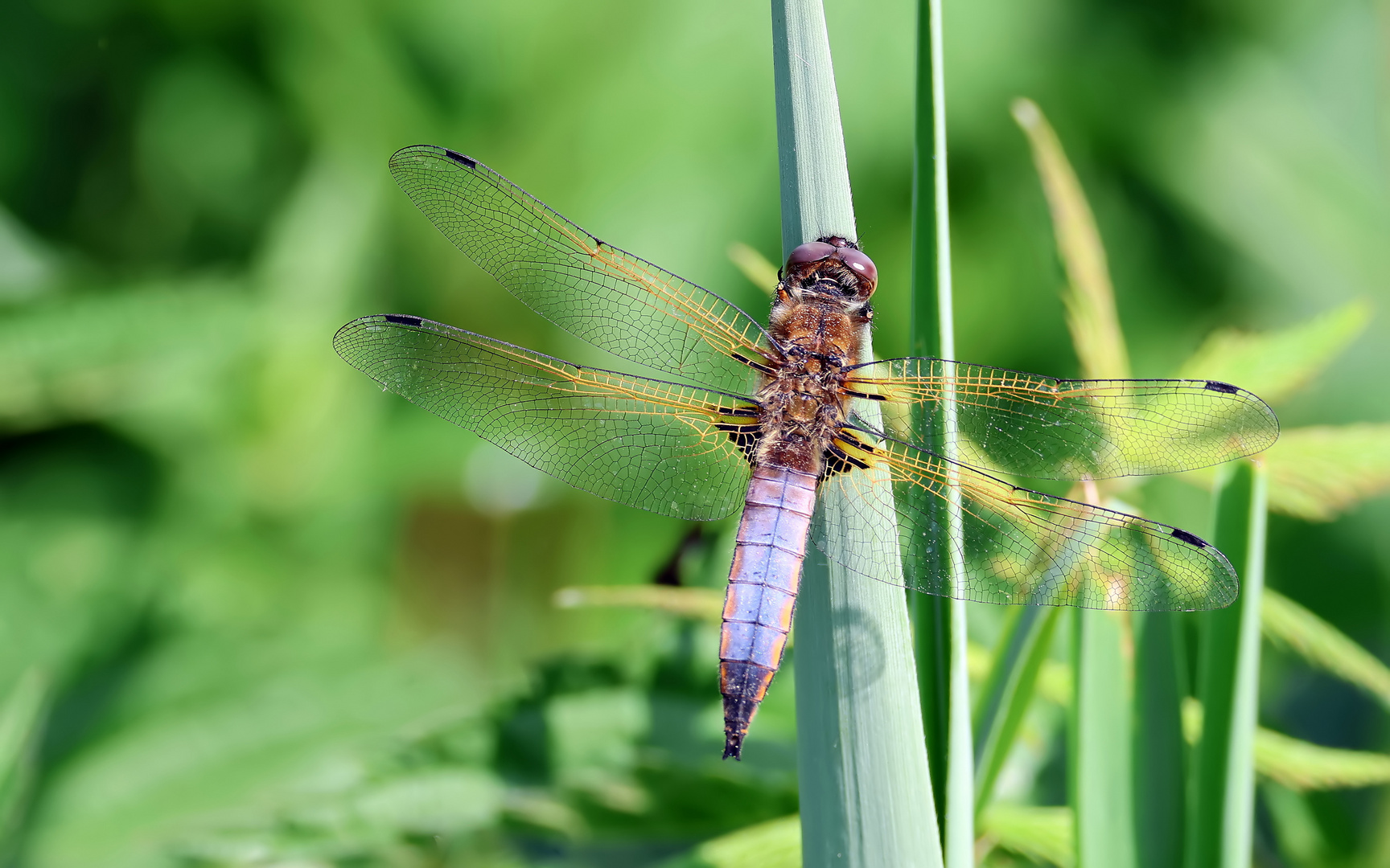 Libellula fulva - M