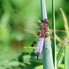 Libellula fulva - M