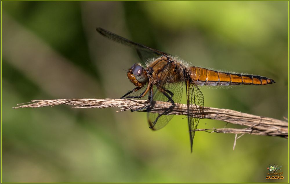 Libellula fulva Muller, 1764