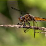 Libellula fulva Muller, 1764