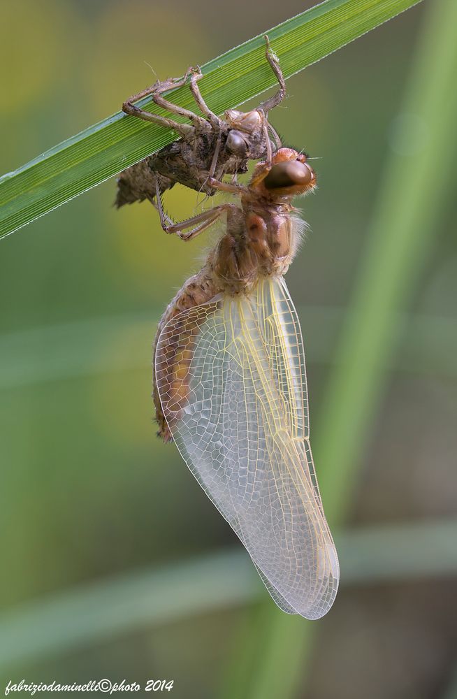 Libellula fulva (Muller 1764)