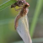 Libellula fulva (Muller 1764)