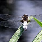 Libellula fulva  oder  Spitzenfleck ....