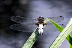 Libellula fulva  oder  Spitzenfleck ....