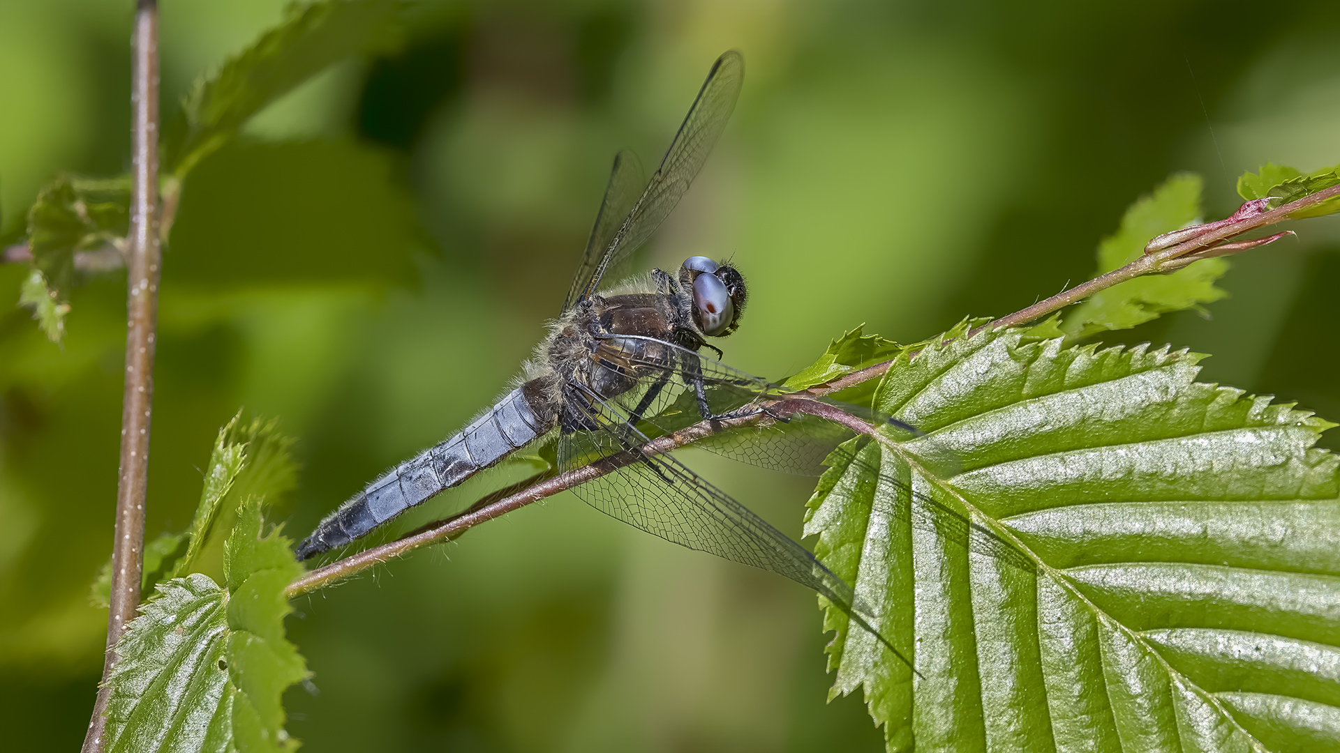 LIBELLULA FULVA (Spitzenfleck)