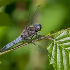 LIBELLULA FULVA (Spitzenfleck)