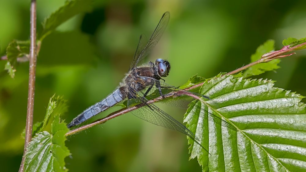 LIBELLULA FULVA (Spitzenfleck)