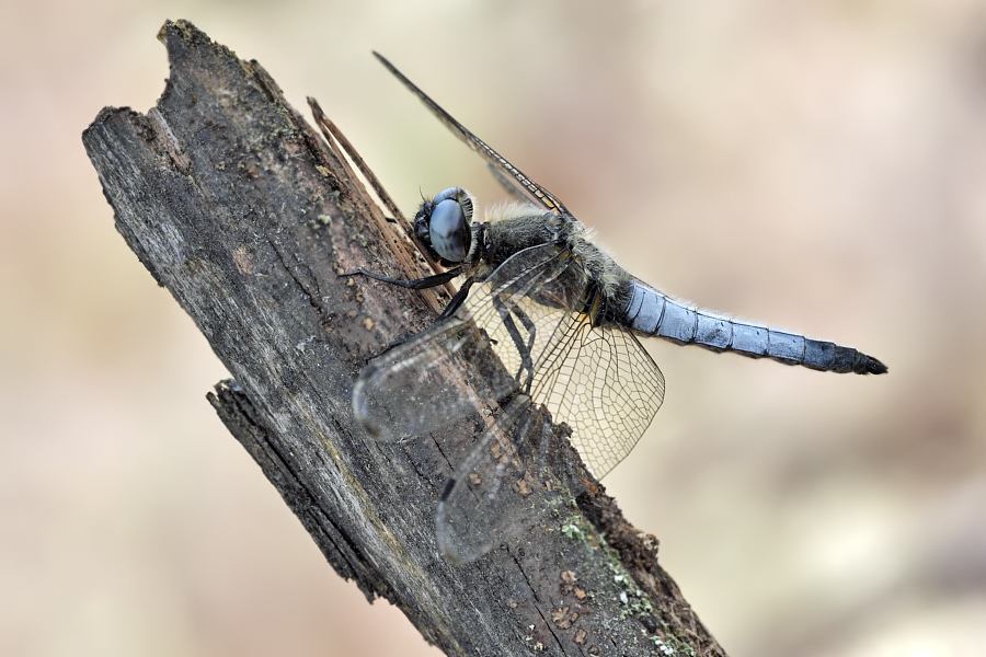 Libellula fulva - Spitzenfleck