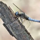 Libellula fulva - Spitzenfleck