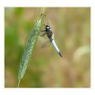 Libellula fulva - Spitzenfleck