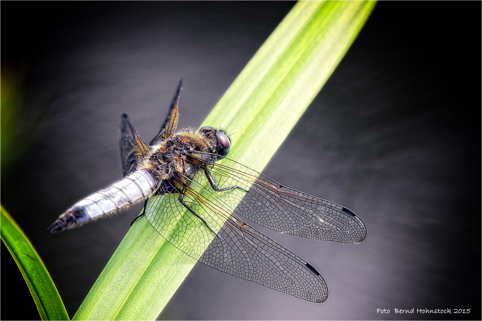 Libellula fulvadepressa .... ( Spitzenfleck )