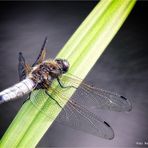 Libellula fulvadepressa .... ( Spitzenfleck )