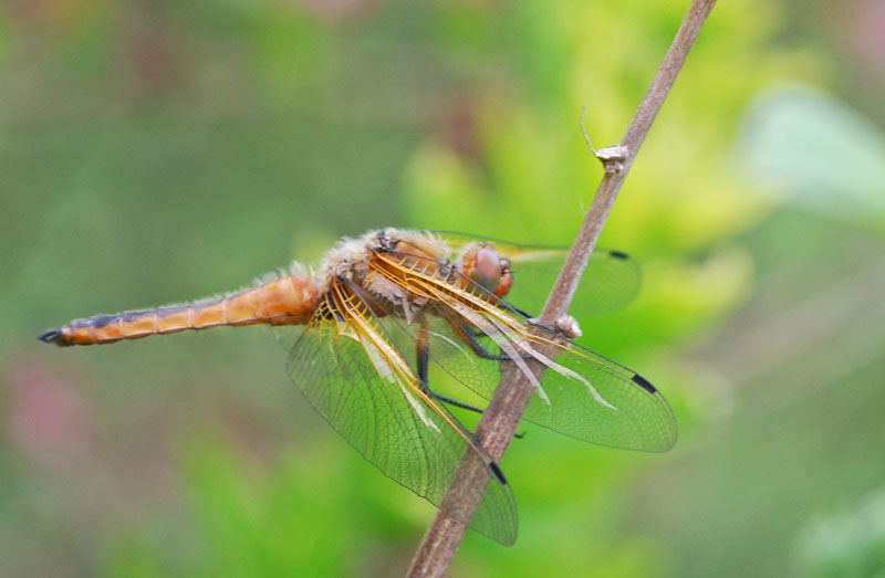 Libellula fulvans