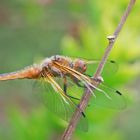 Libellula fulvans