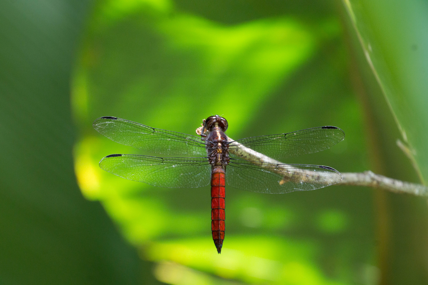 Libellula herculea (engl. Trivialname: "Hercules Skimmer")