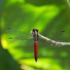 Libellula herculea (engl. Trivialname: "Hercules Skimmer")