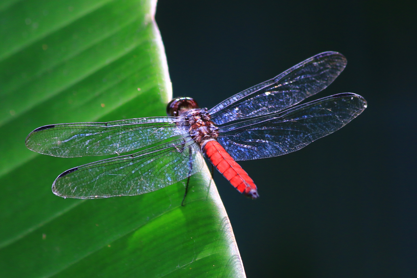 Libellula herculea, male