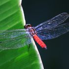 Libellula herculea, male