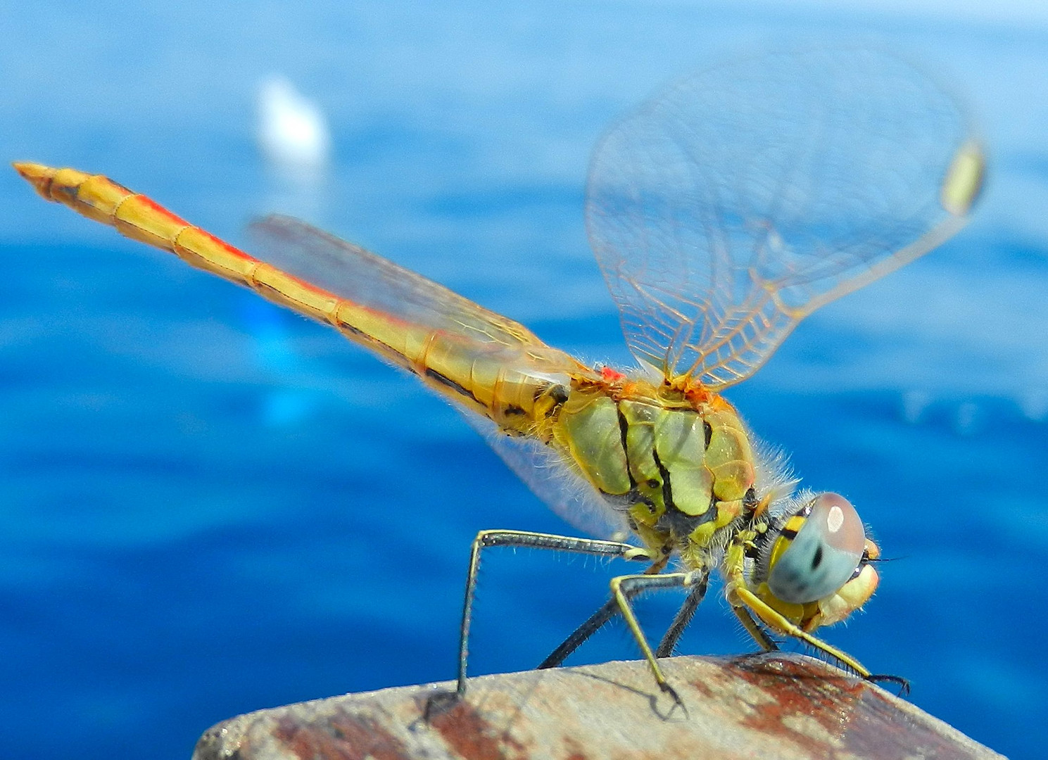 Libellula in barca