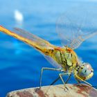 Libellula in barca