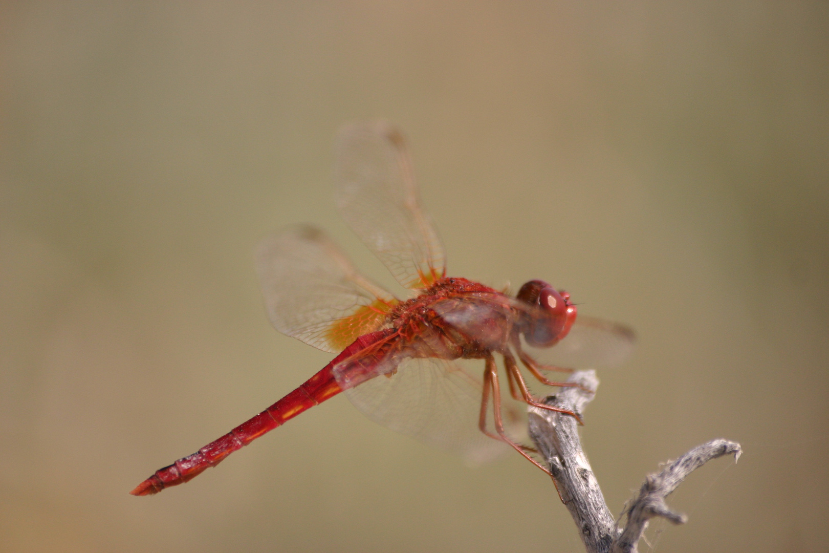 Libellula in Camargue #1